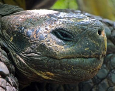 Galapagos Tortoise santa cruz article