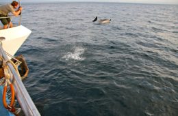 dolphins galapagos article