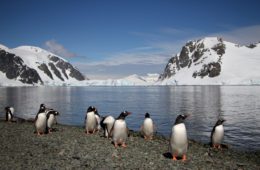 penguins in antarctica article